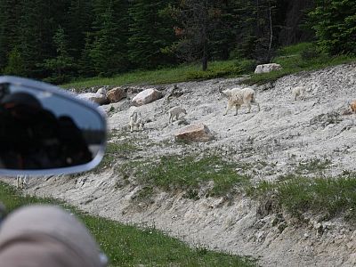 Critters along Icefields Parkway